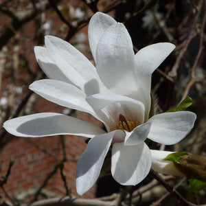 Magnolia kobus