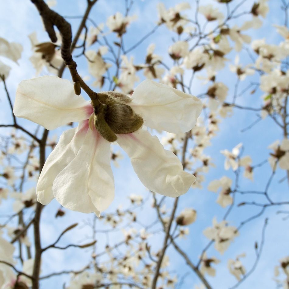 Magnolia kobus