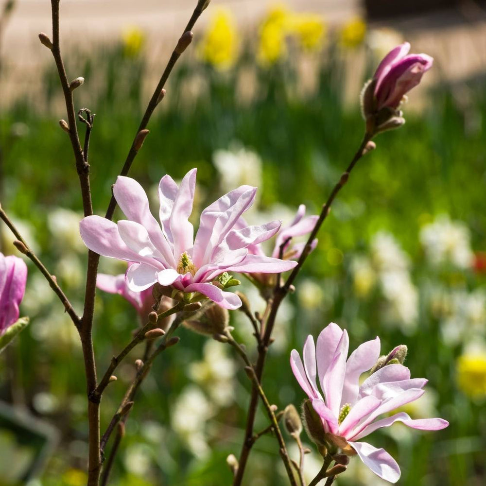 Magnolia × loebneri ‘Leonard Messel’
