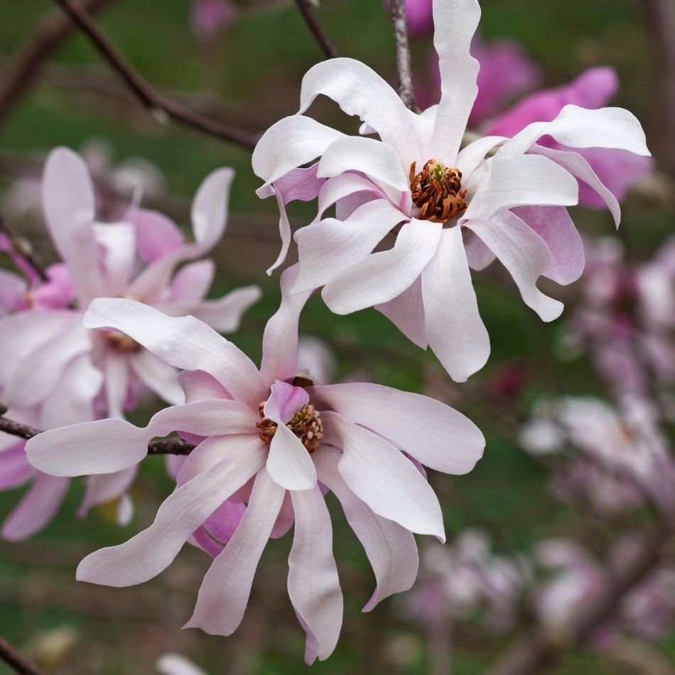 Magnolia × loebneri ‘Leonard Messel’