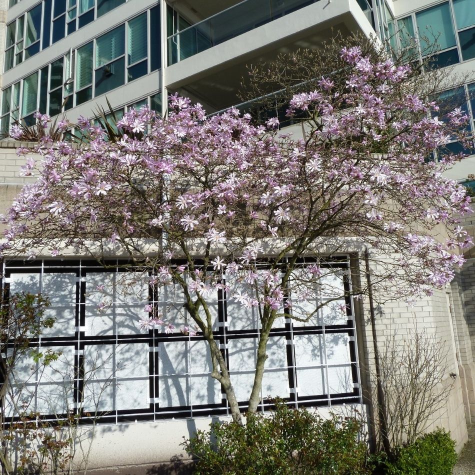 Magnolia × loebneri ‘Leonard Messel’