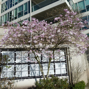 Magnolia × loebneri ‘Leonard Messel’