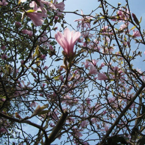 Magnolia × loebneri ‘Leonard Messel’