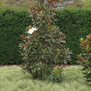Magnolia grandiflora ‘Little Gem’