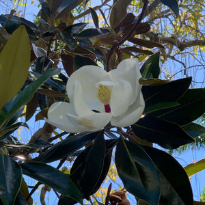 Magnolia grandiflora ‘Little Gem’