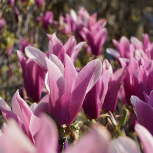 Magnolia liliiflora ‘Nigra’