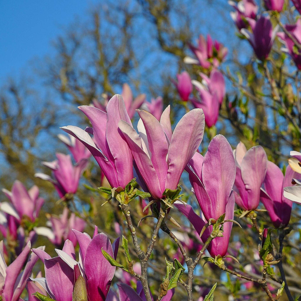 Magnolia liliiflora ‘Nigra’