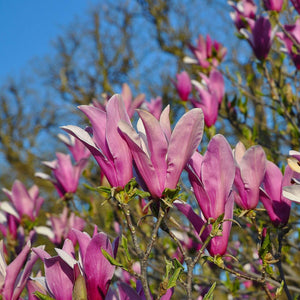 Magnolia liliiflora ‘Nigra’