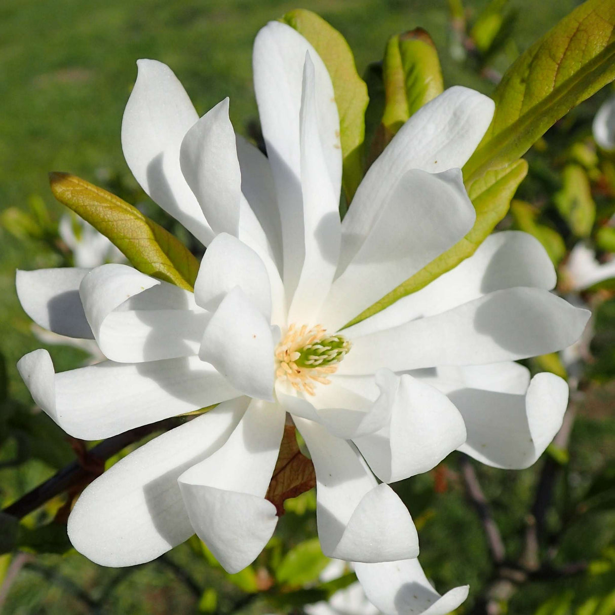Magnolia stellata ‘Royal Star’