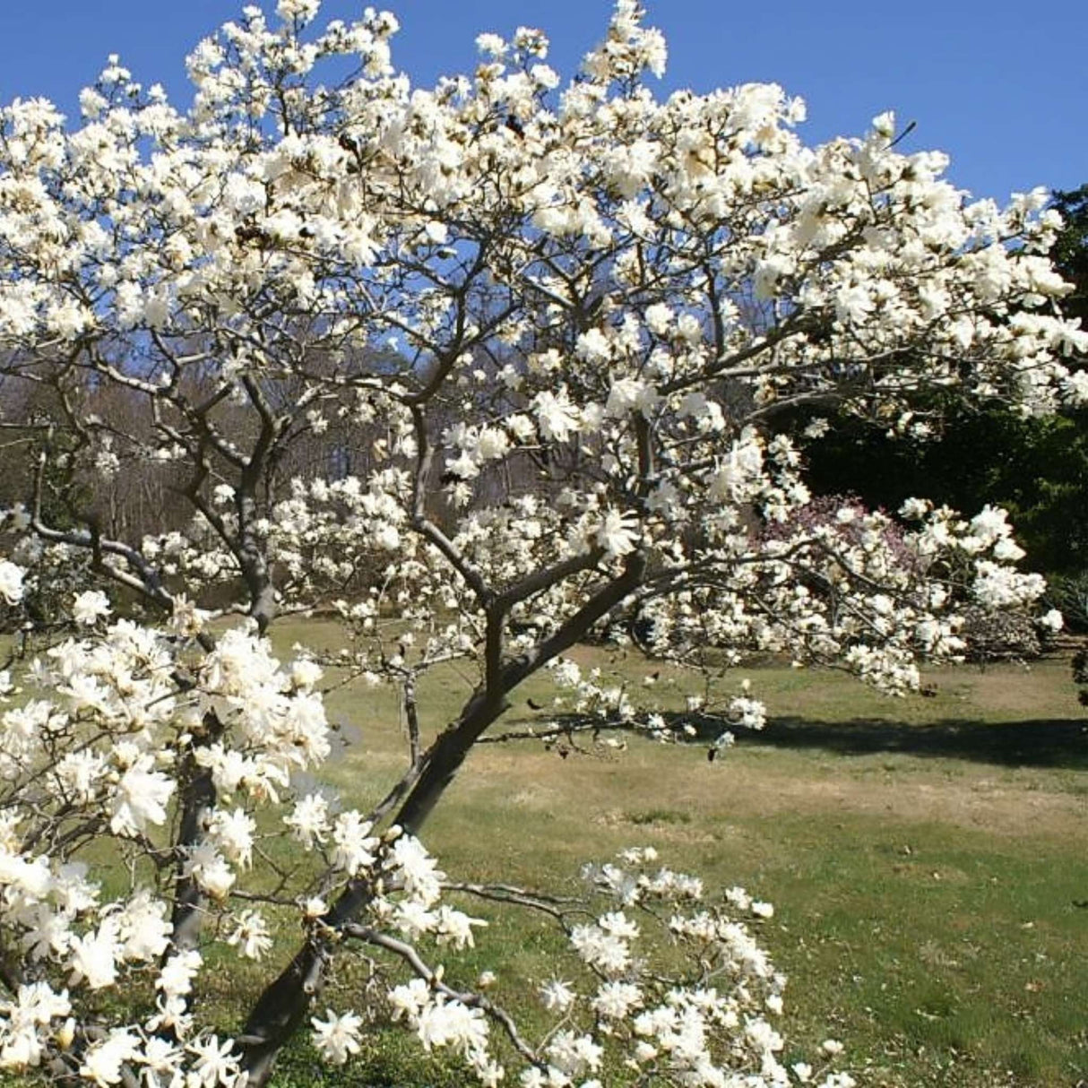Magnolia stellata ‘Royal Star’