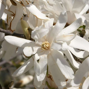Magnolia stellata ‘Royal Star’