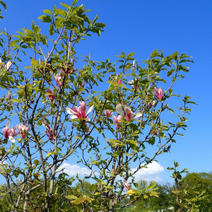 Magnolia × soulangeana ‘Satisfaction’