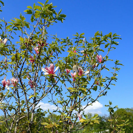 Magnolia × soulangeana ‘Satisfaction’