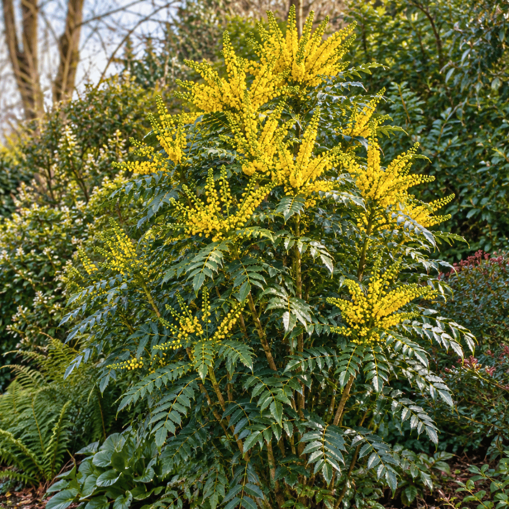 Mahonia × media ‘Winter Sun’