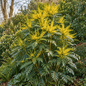 Mahonia × media ‘Winter Sun’