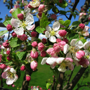 Malus ‘Evereste’
