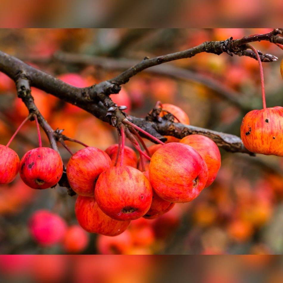 Malus ‘Evereste’