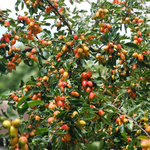 Malus ‘John Downie’