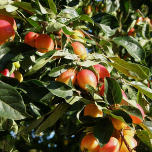 Malus ‘John Downie’