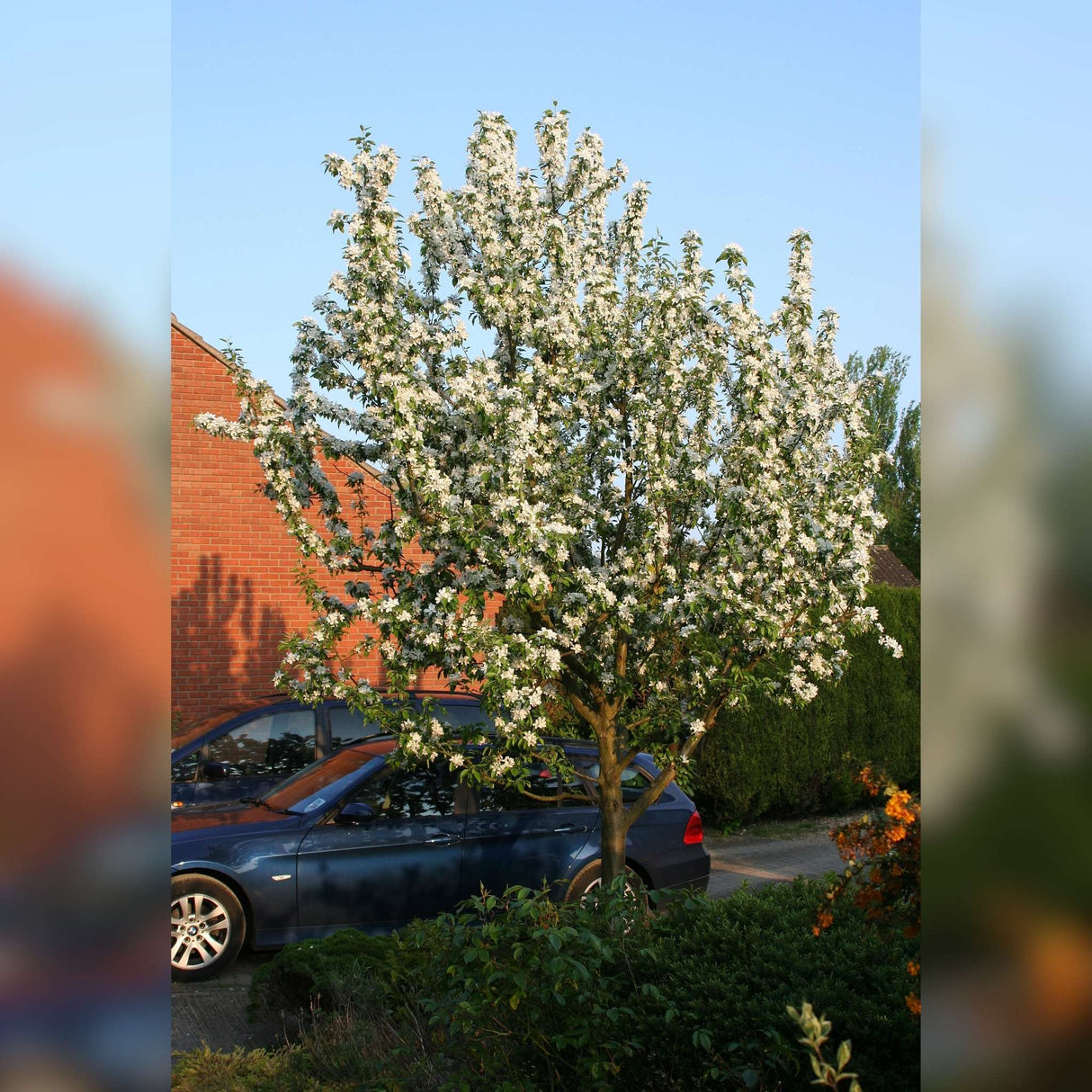 Malus ‘John Downie’