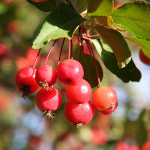 Malus ‘Rudolph’