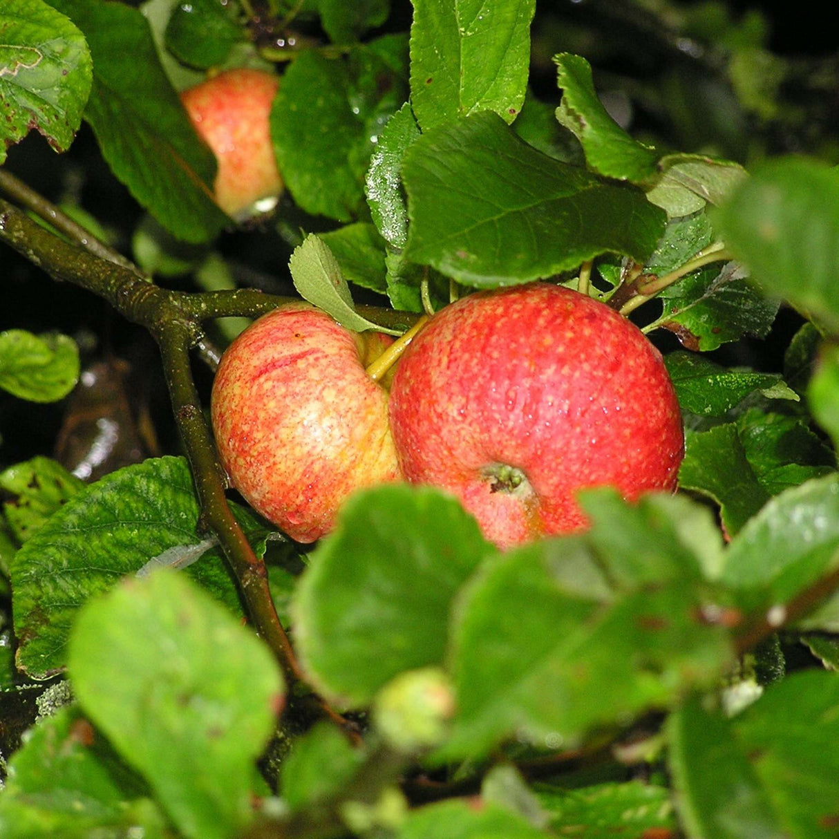 Malus domestica ‘Beauty of Bath’