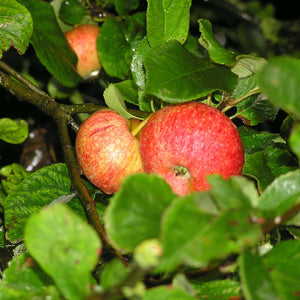 Malus domestica ‘Beauty of Bath’