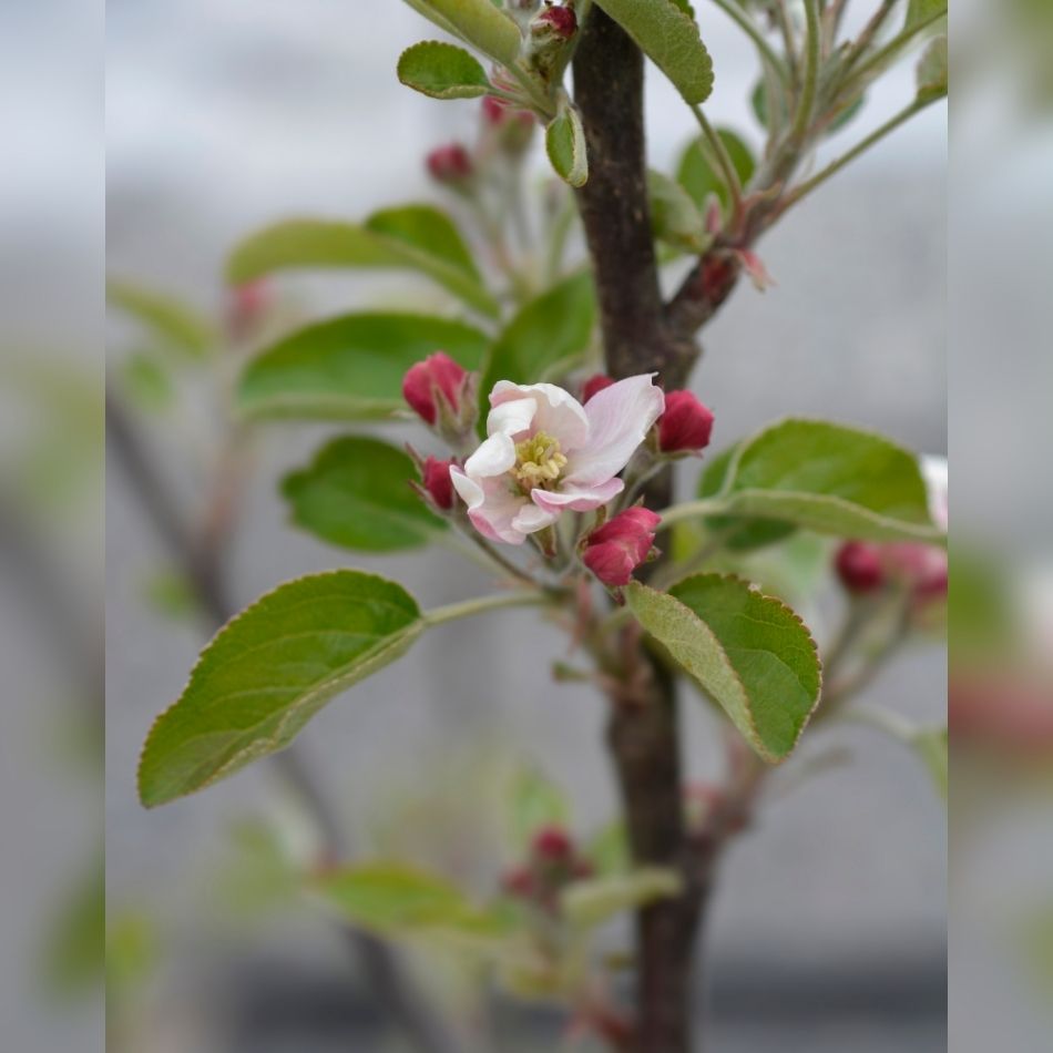 Malus domestica ‘Discovery’