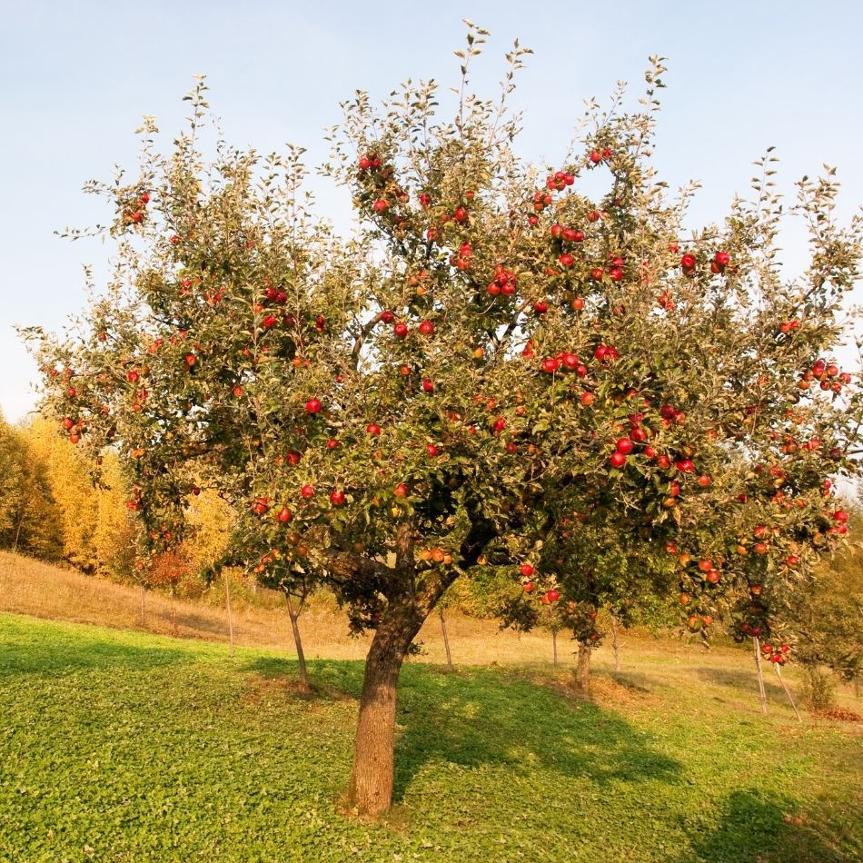 Malus domestica ‘Katja’