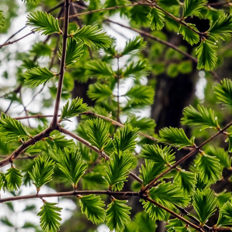 Metasequoia glyptostroboides