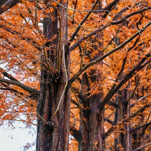 Metasequoia glyptostroboides