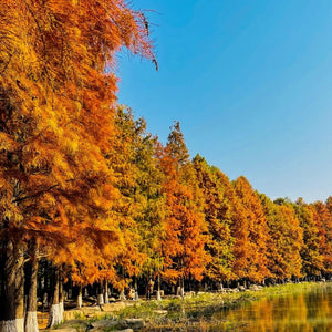 Metasequoia glyptostroboides