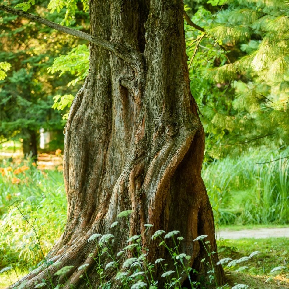 Metasequoia glyptostroboides