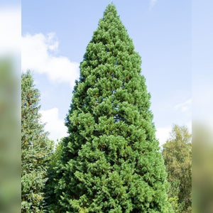 Metasequoia glyptostroboides