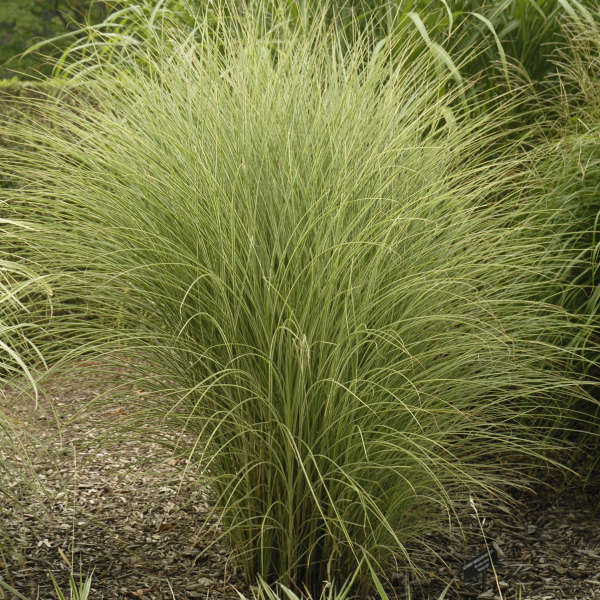 Miscanthus sinensis ‘Morning Light’