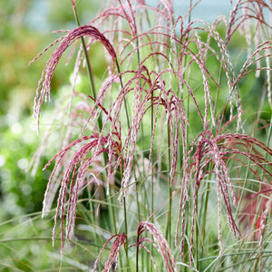 Miscanthus sinensis ‘Silver Cloud’