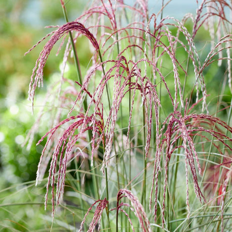 Miscanthus sinensis ‘Silver Cloud’