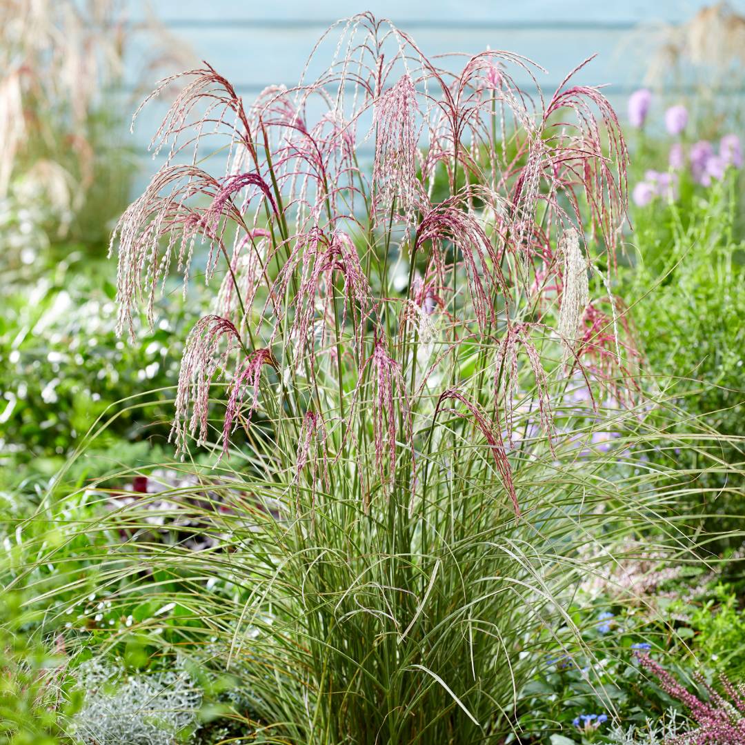 Miscanthus sinensis ‘Silver Cloud’