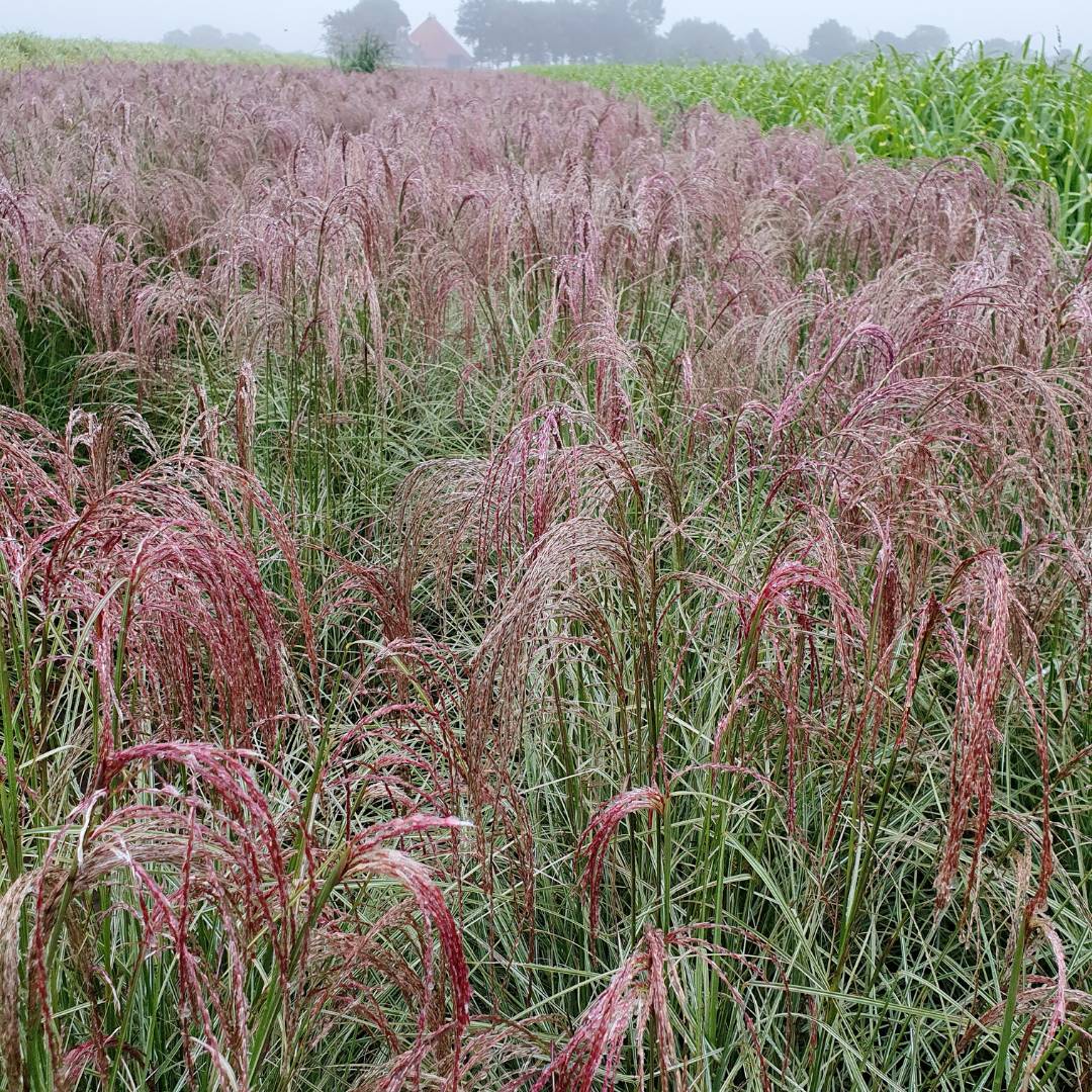 Miscanthus sinensis ‘Silver Cloud’