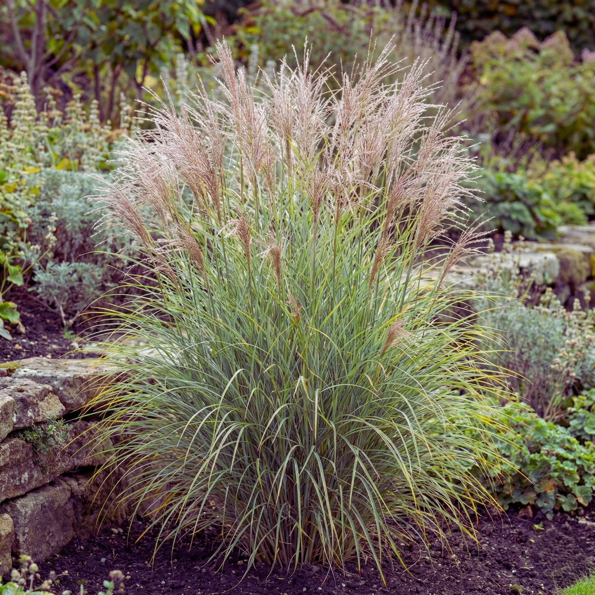 Miscanthus sinensis ‘Adagio’