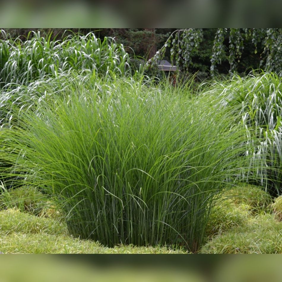 Miscanthus sinensis ‘Gracillimus’