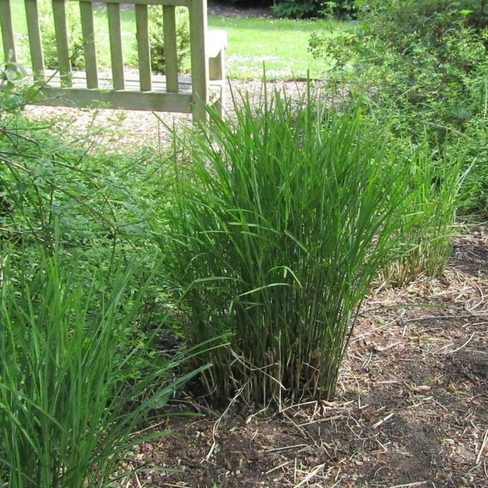 Miscanthus sinensis ‘Gracillimus’
