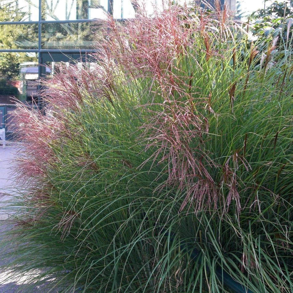 Miscanthus sinensis ‘Gracillimus’