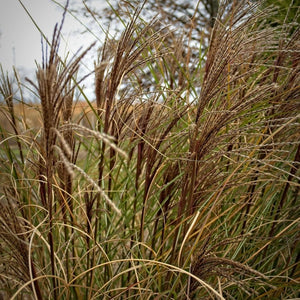 Miscanthus sinensis ‘Gracillimus’