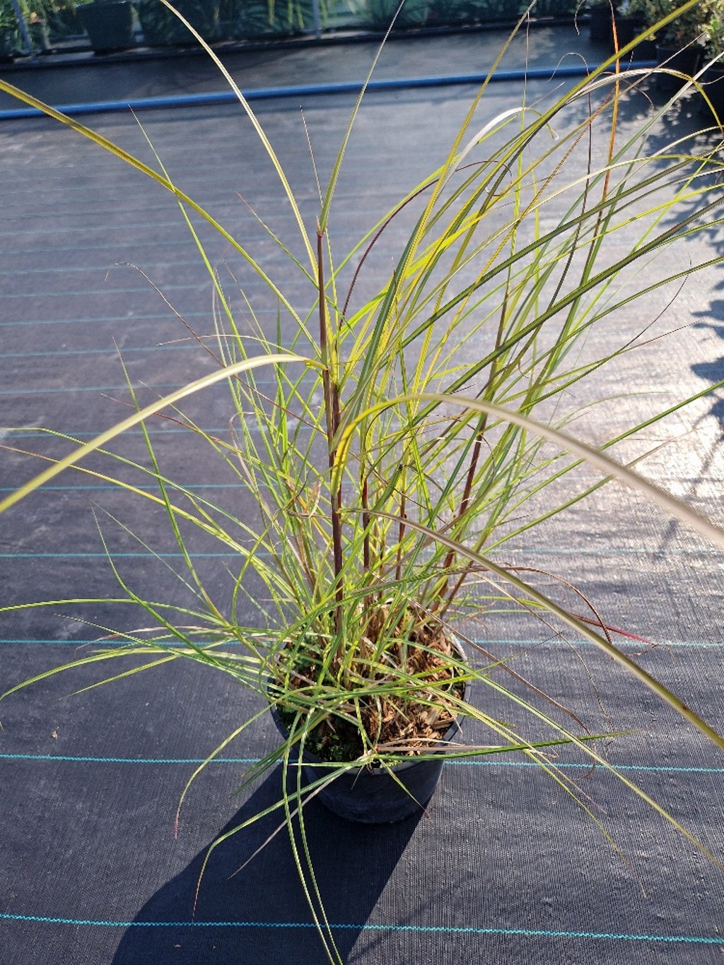 Miscanthus sinensis ‘Kleine Silberspinne’