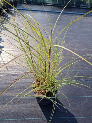 Miscanthus sinensis ‘Kleine Silberspinne’