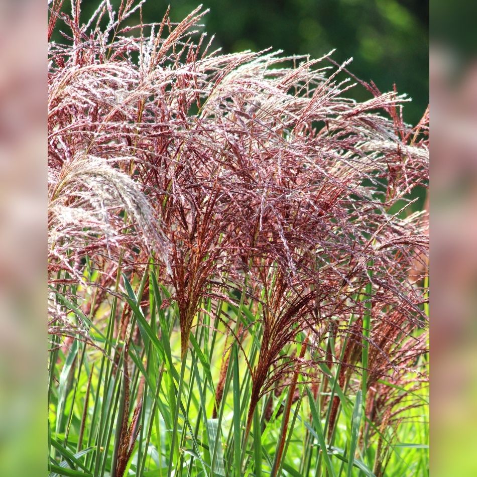 Miscanthus sinensis ‘Malepartus’