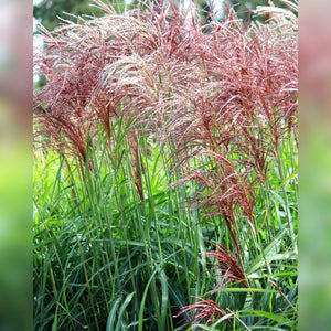Miscanthus sinensis ‘Malepartus’
