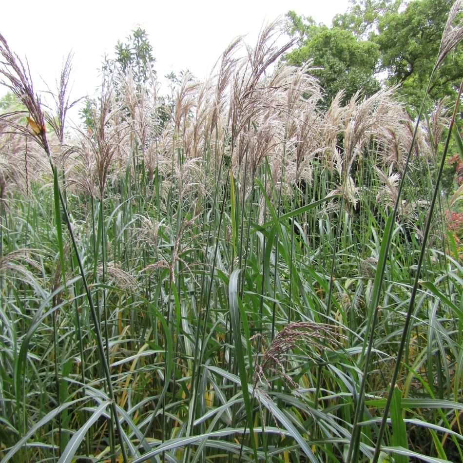 Miscanthus sinensis ‘Malepartus’