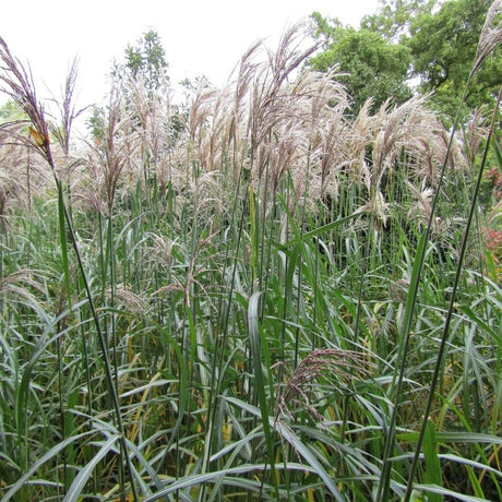 Miscanthus sinensis ‘Malepartus’